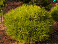 Pinus nigra Marie Bregeon IMG_1614 Sosna czarna